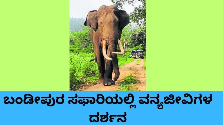 ಬಂಡೀಪುರ ಸಫಾರಿಯಲ್ಲಿ ಹುಲಿ, ಚಿರತೆ ಹಾಗೂ ಇತರ ವನ್ಯಜೀವಿಗಳ ದರ್ಶನ