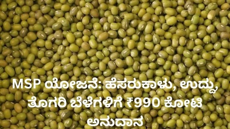 MSP ಯೋಜನೆ ಅಡಿಯಲ್ಲಿ ಹೆಸರುಕಾಳು ಉದ್ದು ತೊಗರಿ ಬೆಳೆಗಳಿಗೆ ₹990 ಕೋಟಿ ಅನುದಾನ