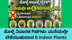 ಸೊಳ್ಳೆ ನಿವಾರಕ ಗಿಡಗಳು - ಮನೆಯಲ್ಲೇ ಬೆಳೆಸಬಹುದಾದ 6 Indoor Plants