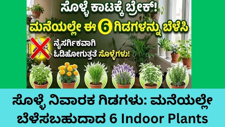 ಸೊಳ್ಳೆ ನಿವಾರಕ ಗಿಡಗಳು - ಮನೆಯಲ್ಲೇ ಬೆಳೆಸಬಹುದಾದ 6 Indoor Plants